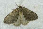 Herfstspanner / November Moth (Epirrita dilutata)