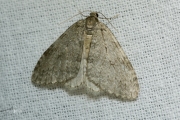 Herfstspanner / November Moth (Epirrita dilutata)
