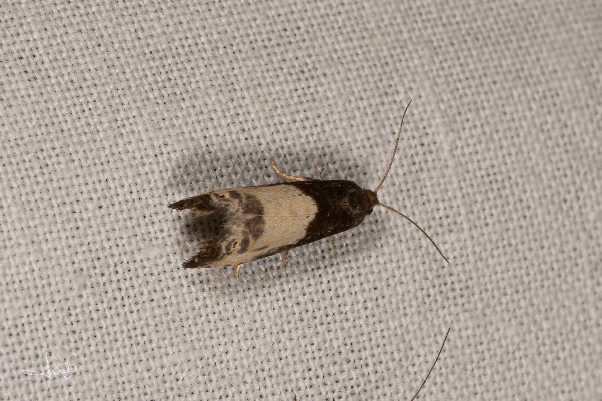 Hermelijnbladroller (Notocelia cynosbatella), micro