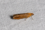 Hertshooibladroller (Lathronympha strigana), micro