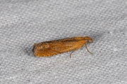 Hertshooibladroller (Lathronympha strigana), micro