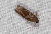 Hoefijzermot / White-foot Bell (Epiblema foenella), micro