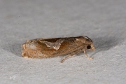 Hoefijzermot / White-foot Bell (Epiblema foenella), micro