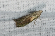 Hommelnestmot / Bee Moth (Aphomia sociella), micro