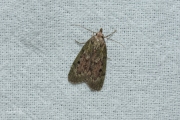 Hommelnestmot / Bee Moth (Aphomia sociella),micro