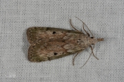 Hommelnestmot / Bee Moth (Aphomia sociella), micro