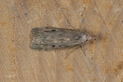 Hommelnestmot / Bee Moth (Aphomia sociella), micro