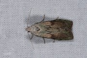 Hommelnestmot / Bee Moth (Aphomia sociella), micro