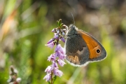 Hooibeestje / Small Heath (Coenonympha pamphilus)