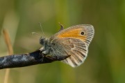 Hooibeestje / Small Heath (Coenonympha pamphilus)