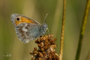 Hooibeestje / Small Heath (Coenonympha pamphilus)