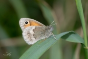 Hooibeestje / Small Heath (Coenonympha pamphilus)