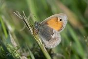 Hooibeestje / Small Heath (Coenonympha pamphilus)