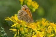 Hooibeestje / Small Heath (Coenonympha pamphilus)