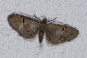 Hopdwergspanner / Currant Pug (Eupithecia assimilata)