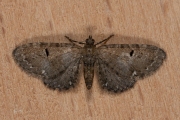 Hopdwergspanner / Currant Pug (Eupithecia assimilata)