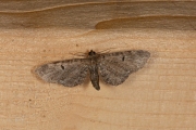 Hopdwergspanner / Currant Pug (Eupithecia assimilata)