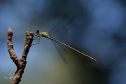 Houtpantserjuffer / Green Emerald Damselfly (Chalcolestes viridis)