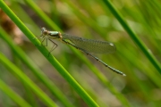 Houtpantserjuffer / Green Emerald Damselfly (Chalcolestes viridis)