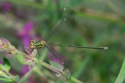 Houtpantserjuffer / Green Emerald Damselfly (Chalcolestes viridis)