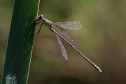 Houtpantserjuffer / Green Emerald Damselfly (Chalcolestes viridis)