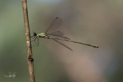 Houtpantserjuffer / Green Emerald Damselfly (Chalcolestes viridis)