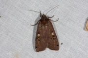 Huismoeder / Large Yellow Underwing (Noctua pronuba)