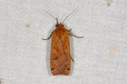 Huismoeder / Large Yellow Underwing (Noctua pronuba)