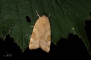 Huismoeder / Large Yellow Underwing (Noctua pronuba)