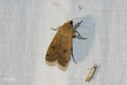 Huismoeder / Large Yellow Underwing (Noctua pronuba)