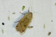 Huismoeder / Large Yellow Underwing (Noctua pronuba)