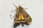 Huismoeder / Large Yellow Underwing (Noctua pronuba)