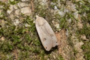 Huismoeder / Large Yellow Underwing (Noctua pronuba)