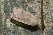 Huismoeder / Large Yellow Underwing (Noctua pronuba)