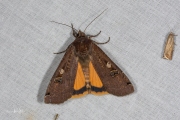 Huismoeder / Large Yellow Underwing (Noctua pronuba)