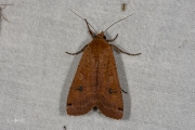 Huismoeder / Large Yellow Underwing (Noctua pronuba)