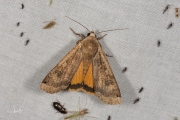 Huismoeder / Large Yellow Underwing (Noctua pronuba)