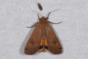 Huismoeder / Large Yellow Underwing (Noctua pronuba)