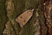 Huismoeder / Large Yellow Underwing (Noctua pronuba)