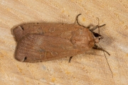 Huismoeder / Large Yellow Underwing (Noctua pronuba)