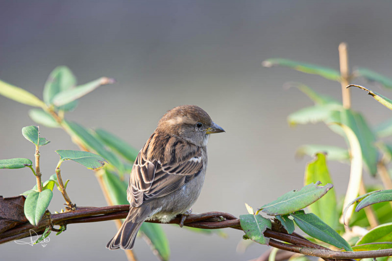 Huismus / House Sparrow (Passer domesticus)