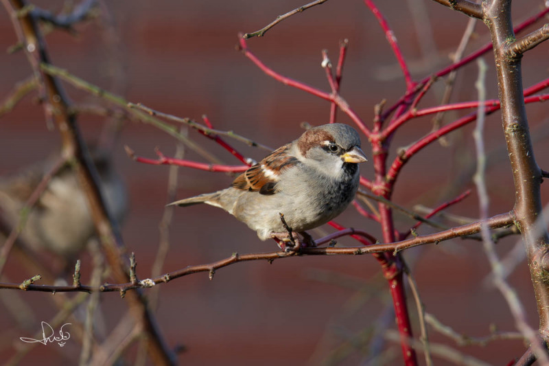 Huismus / House Sparrow (Passer domesticus)