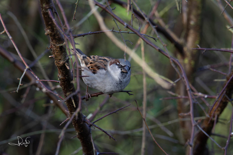 Huismus / House Sparrow (Passer domesticus)