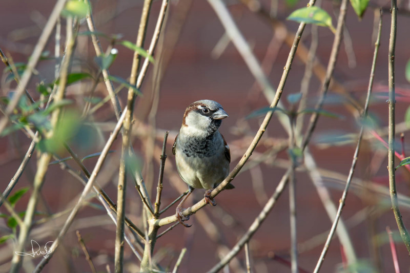 Huismus / House Sparrow (Passer domesticus)