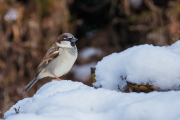 Huismus / House Sparrow (Passer domesticus)