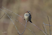 Huismus / House Sparrow (Passer domesticus)