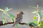 Huismus / House Sparrow (Passer domesticus)