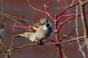 Huismus / House Sparrow (Passer domesticus)