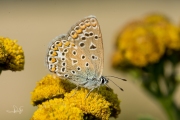 Icarusblauwtje, vrouwtje / Common Blue, female (Polyommatus icarus)