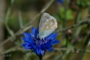 Icarusblauwtje / Common Blue (Polyommatus icarus)